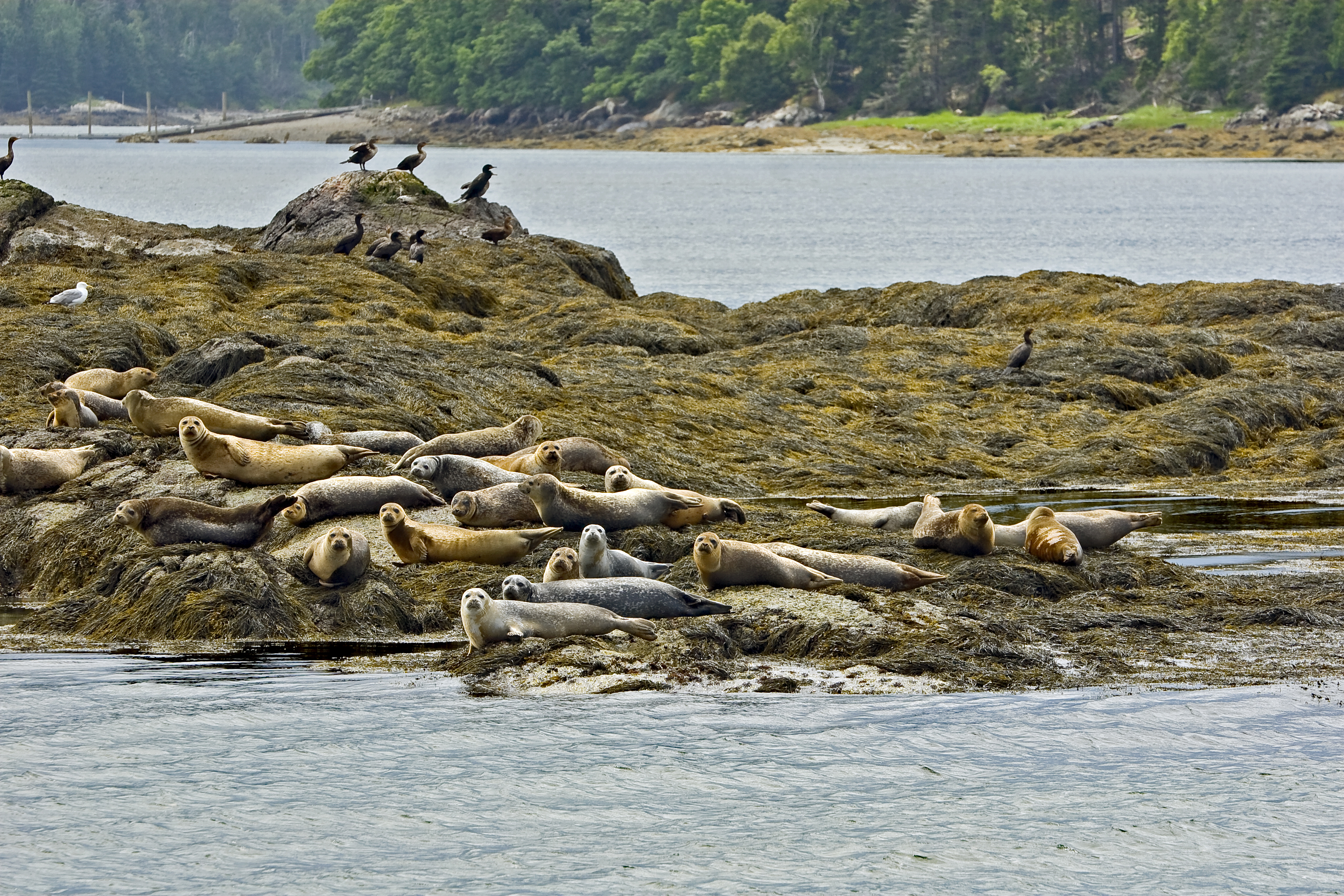 The seals on the beach