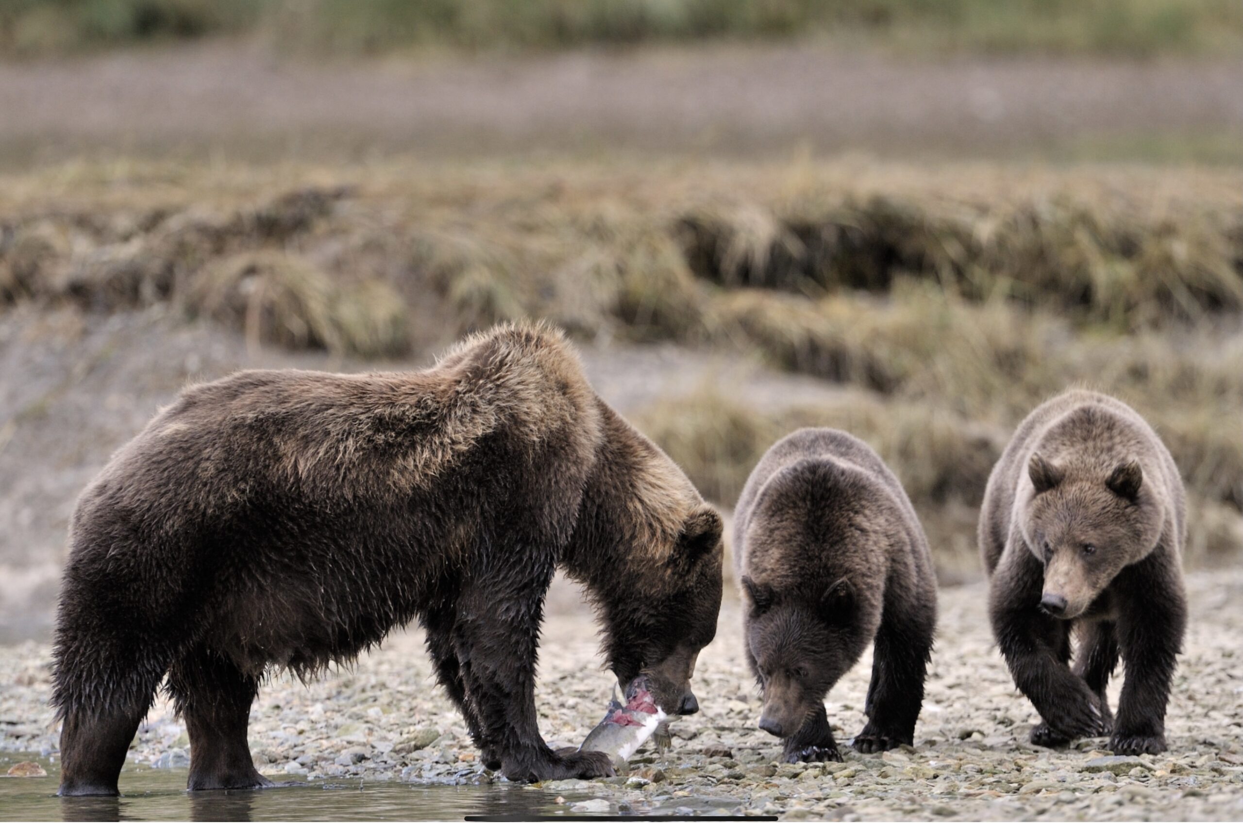 Alaska Bear Viewing Experience On Admiralty Island The World Grizzly 
