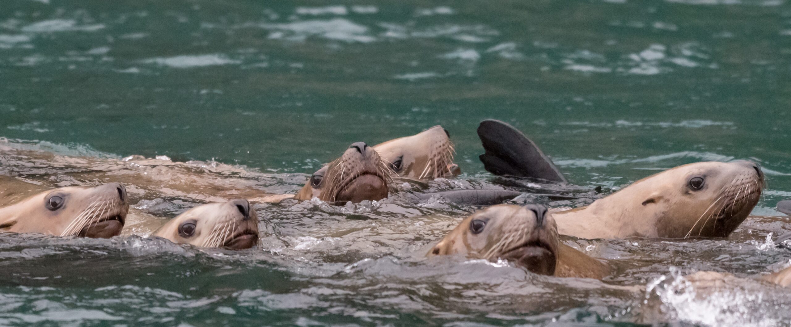 Read more about the article The Tracy Arm – Fords Terror Wilderness:  On a Private Alaska Inside Passage Boat Charter