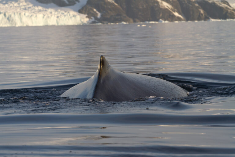 Read more about the article Practically Riding The Whales