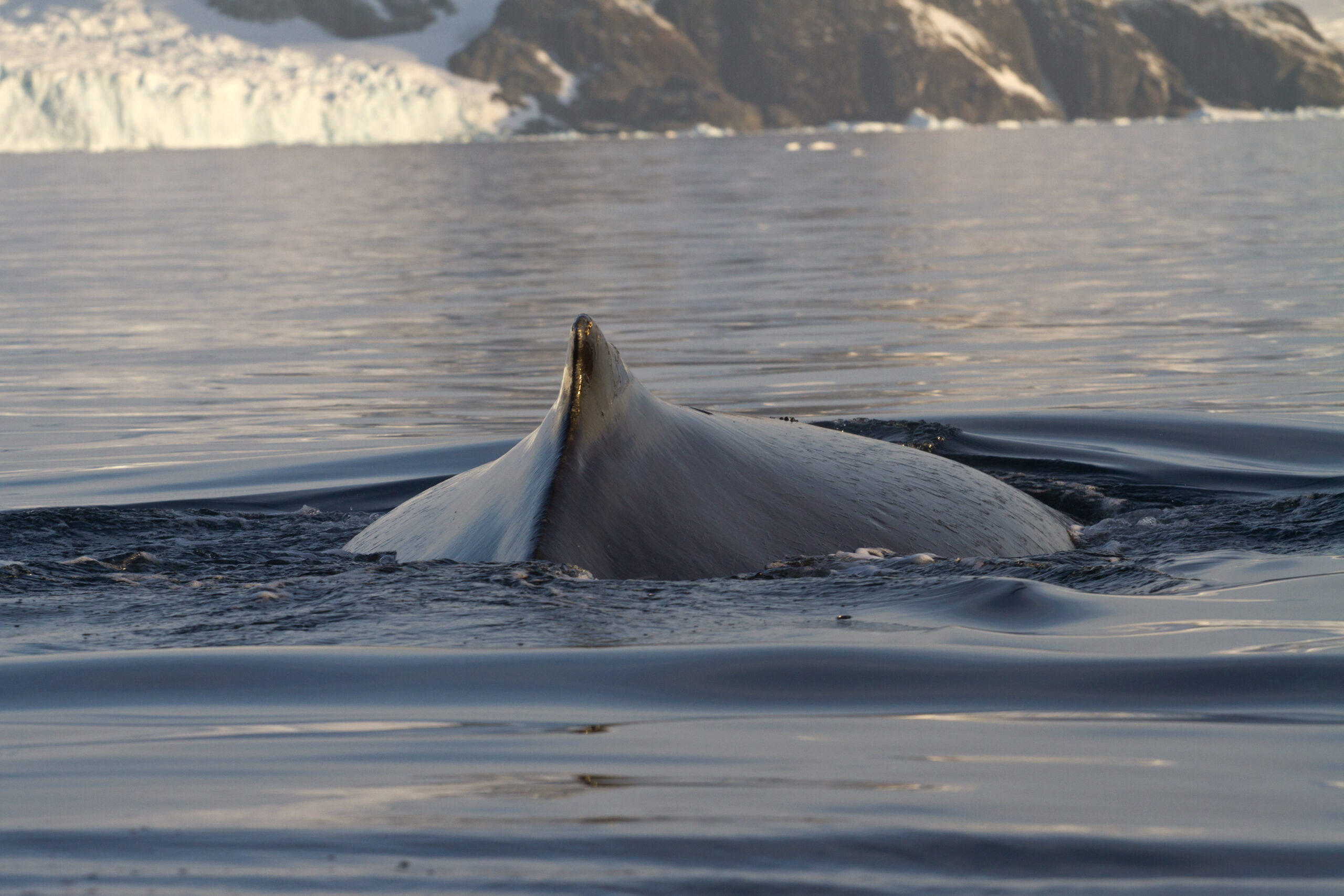 You are currently viewing Practically Riding The Whales